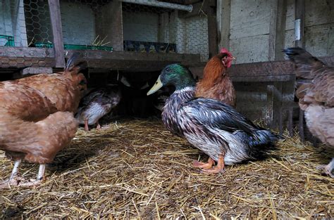 mcmurray hatchery pullets|murray mcmurray chicken farm.